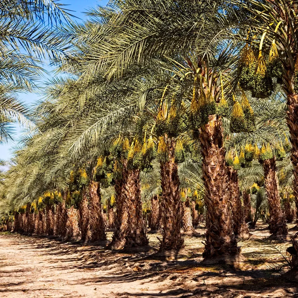 Mature date palm tree installation in Dubai garden