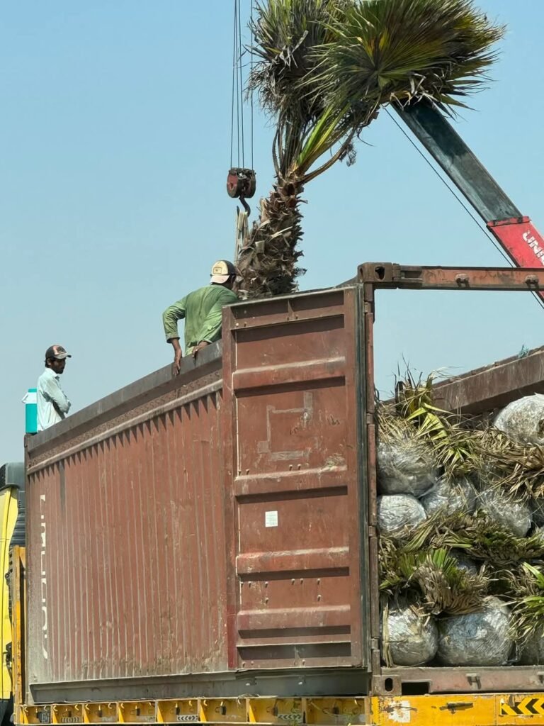 Date palm tree removal service in UAE