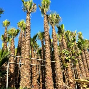 Washingtonia Palm Tree nursery stock UAE