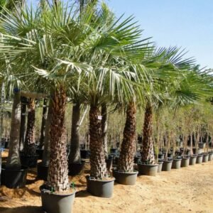 Healthy Wax Palm Tree with tall slender trunk and lush green crown in a landscaped garden