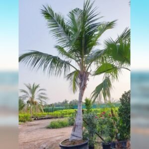 Premium Coconut Palm Tree for sale in UAE