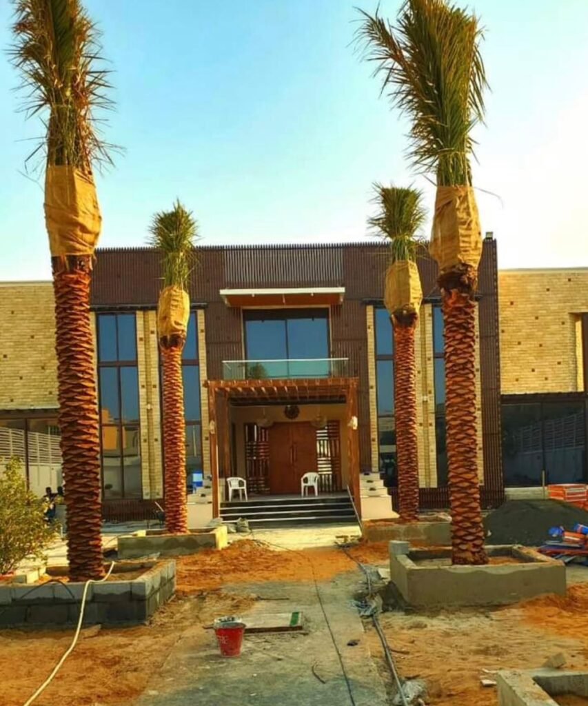 Healthy premium date palm tree in UAE landscaping project