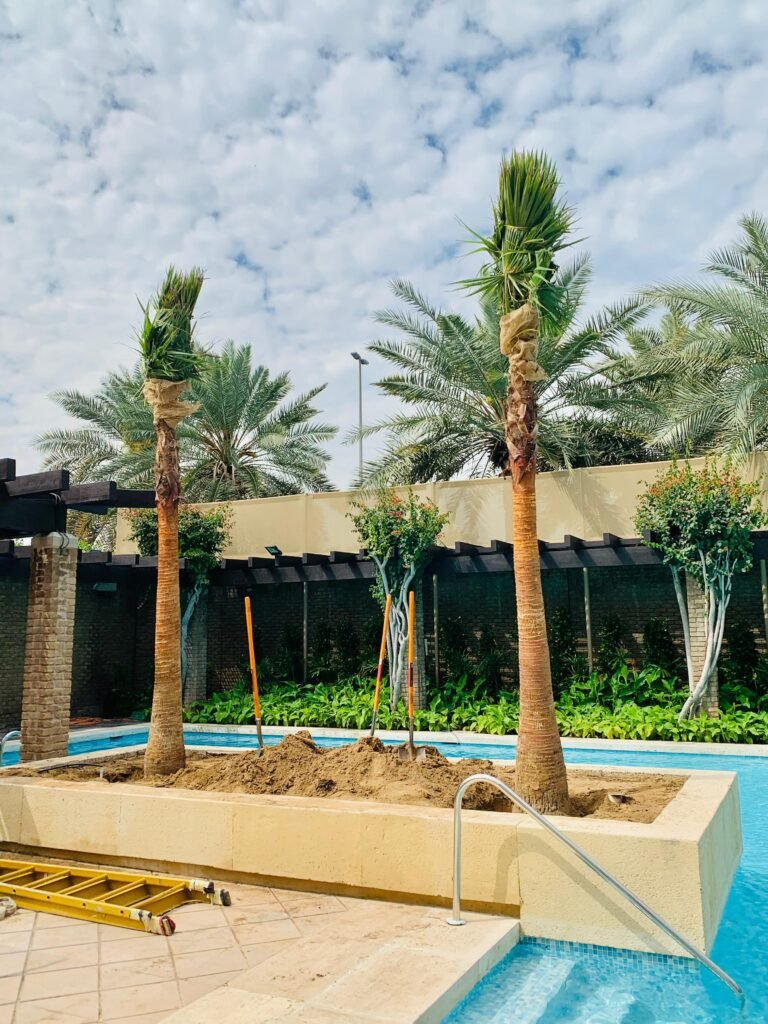 high quality date palm trees for sale in UAE