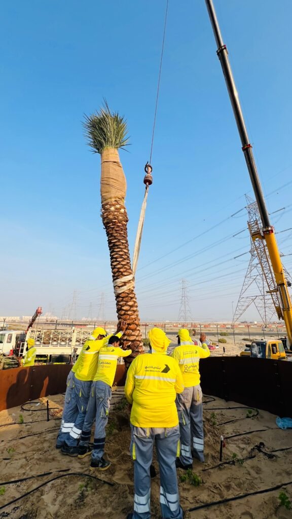 Tall date palm tree with hanging fruit clusters in a desert environment