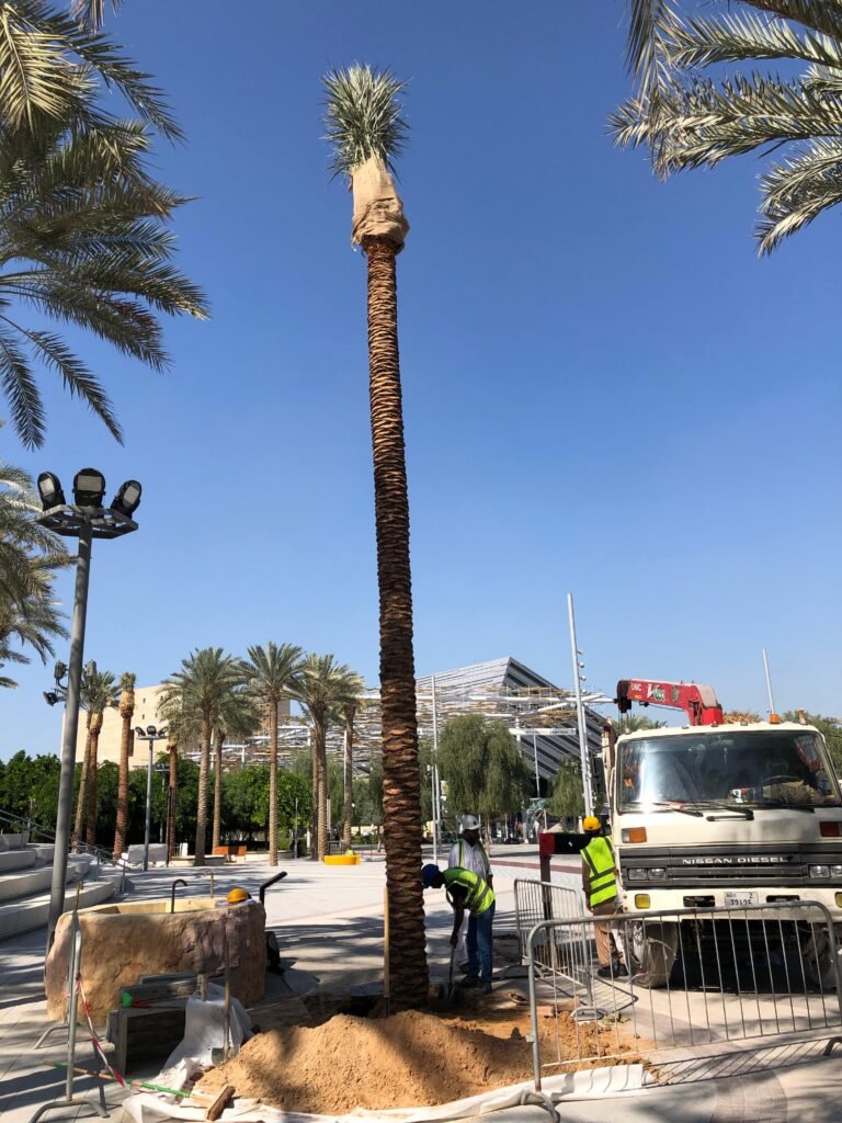 Healthy date palm tree in a landscaped outdoor area in the UAE