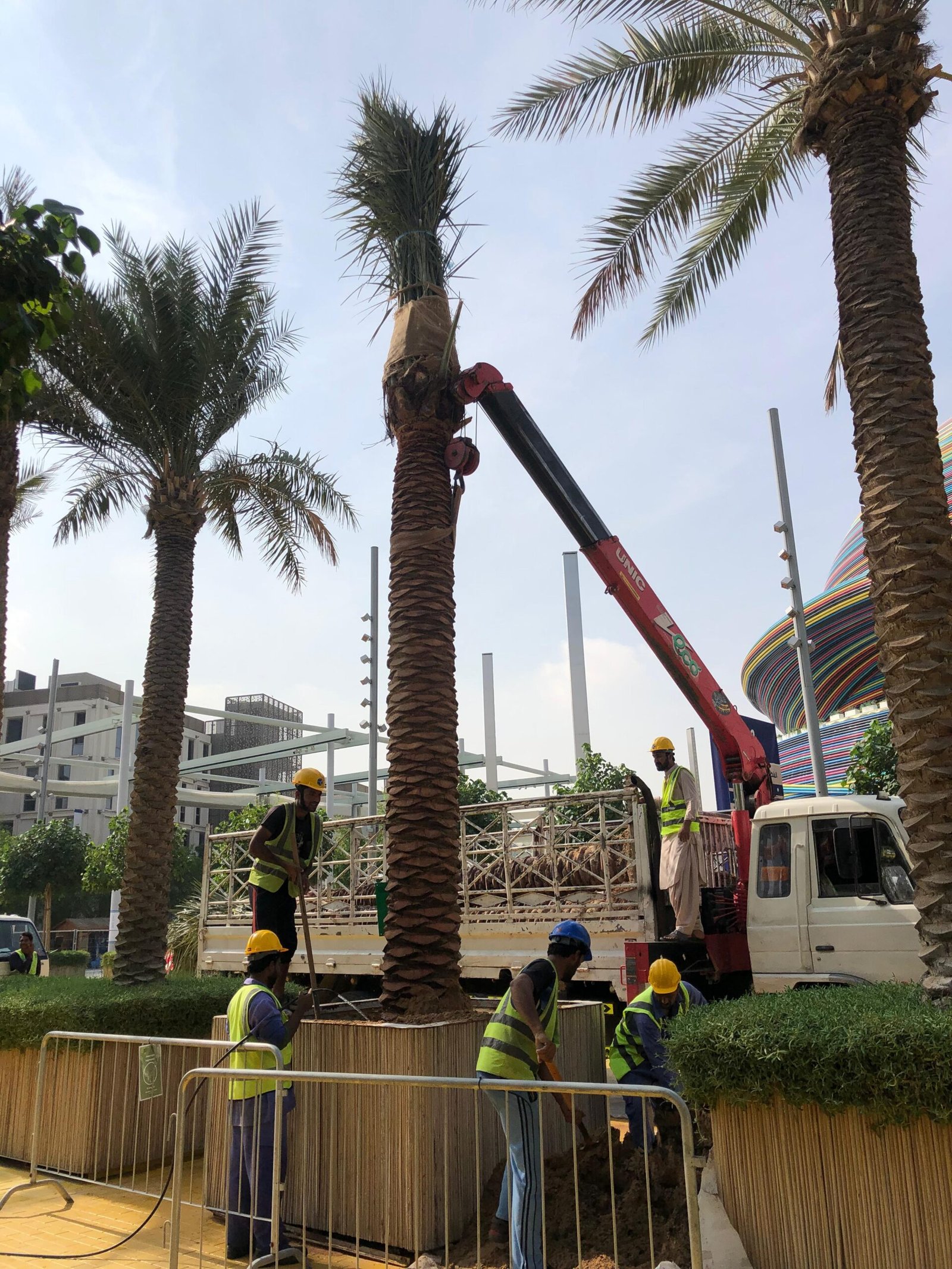 palm trees for sale in Dubai UAE