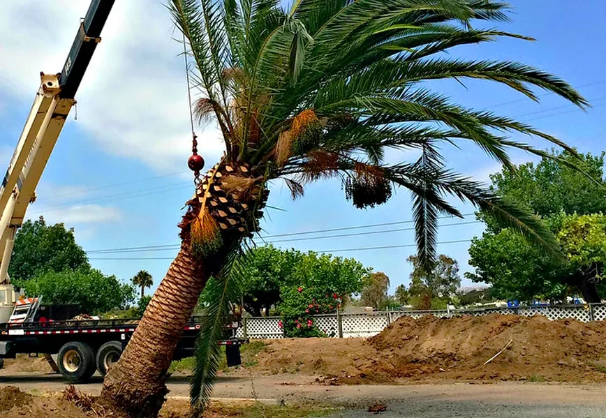 Date palm tree removal for landscaping projects