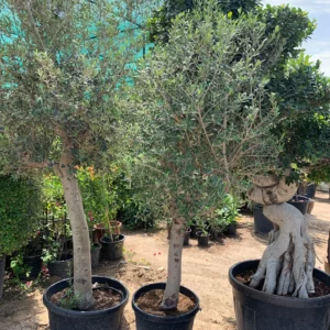 Premium Olive Trees for Sale in UAE with silver-green foliage