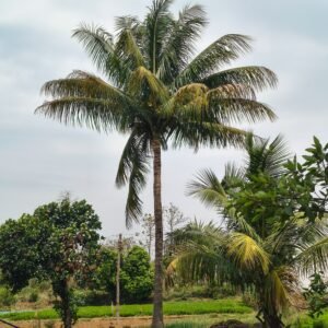 Premium Coconut Palm for Sale in UAE