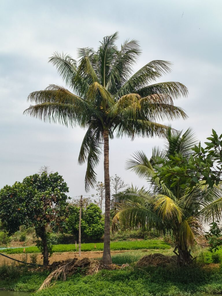 Premium Coconut Palm for Sale in UAE