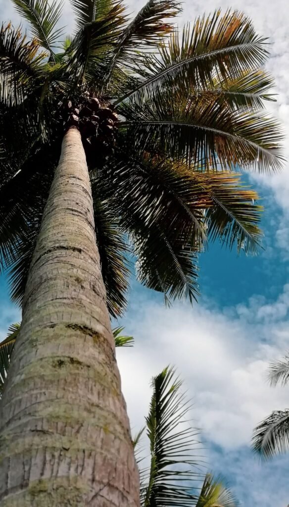 Buy Coconut Palm in UAE for Luxury Landscaping