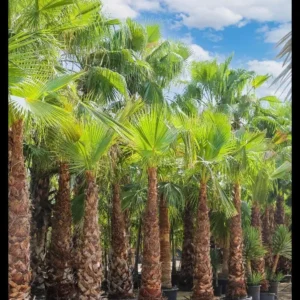 Fast-growing Pakistani Washington Palm tree with fan-shaped leaves