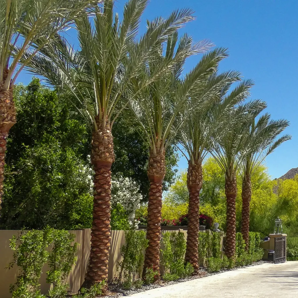 Large Date Palm Trees Available in Abu Dhabi