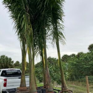 Royal Palm Trees for sale in UAE – premium landscaping palm trees