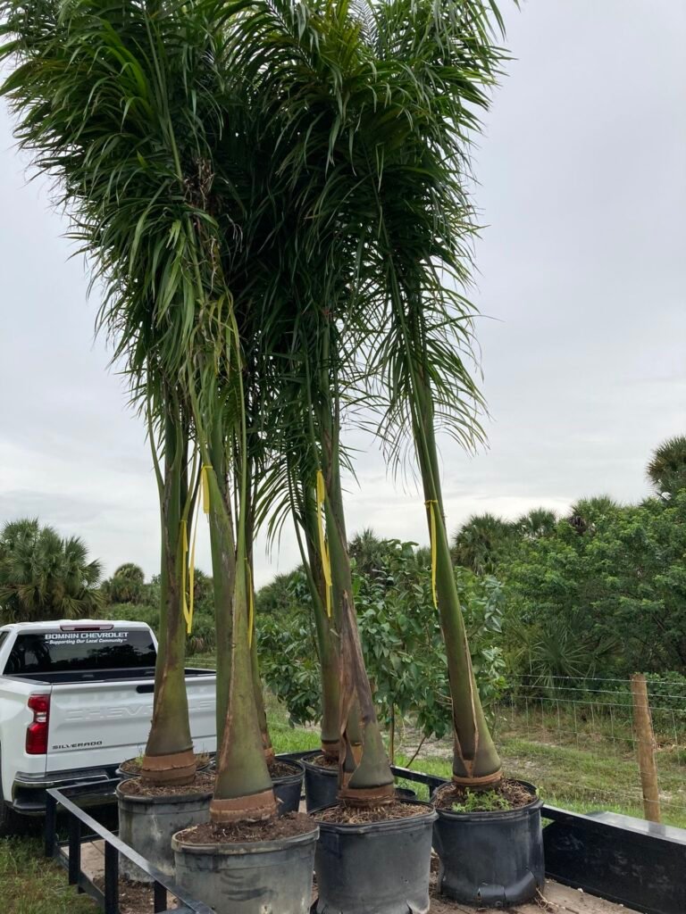 Royal Palm Trees for sale in UAE – premium landscaping palm trees