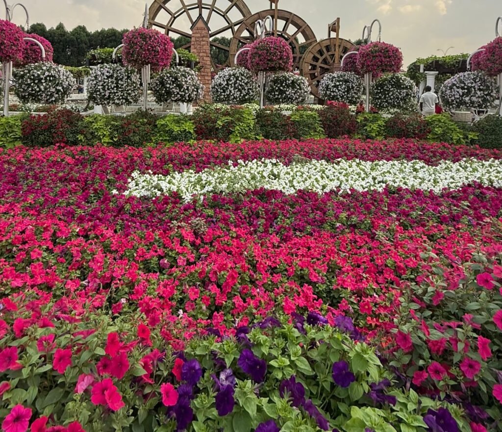 Palm tree landscaping in Abu Dhabi with date palms arranged in a structured landscape design
