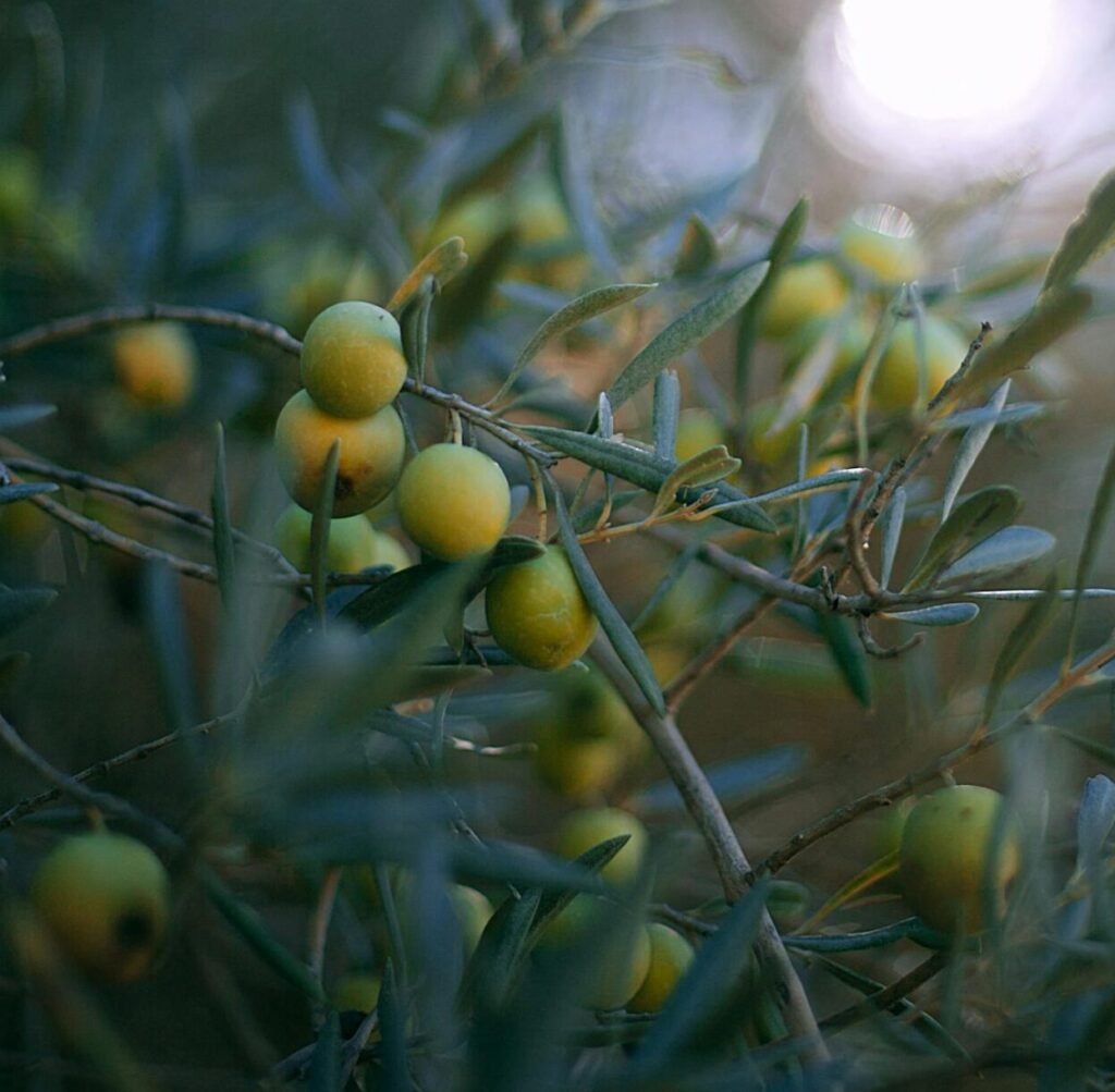 best faux olive trees for home UAE