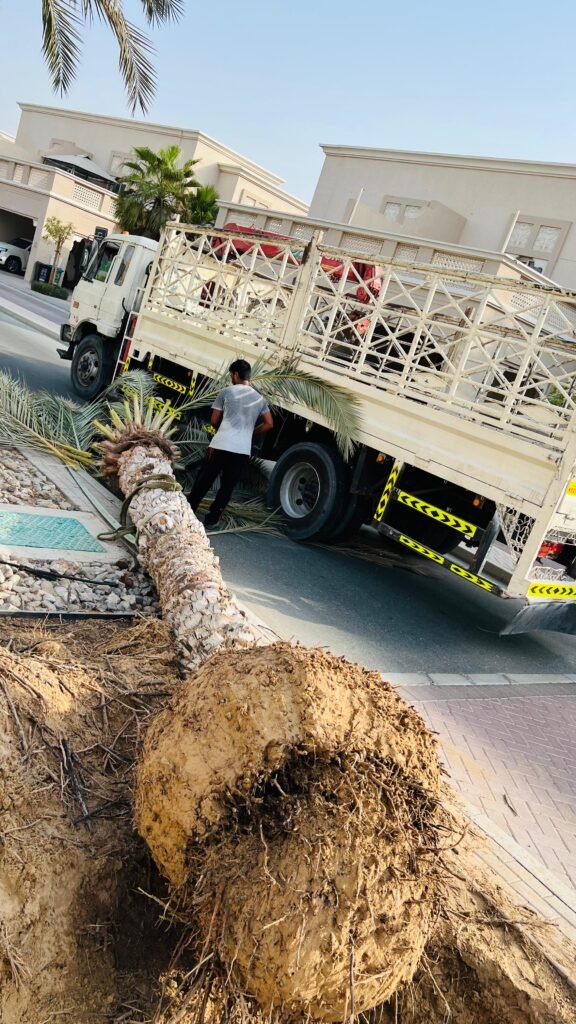 Cutting and removal of mature date palm tree