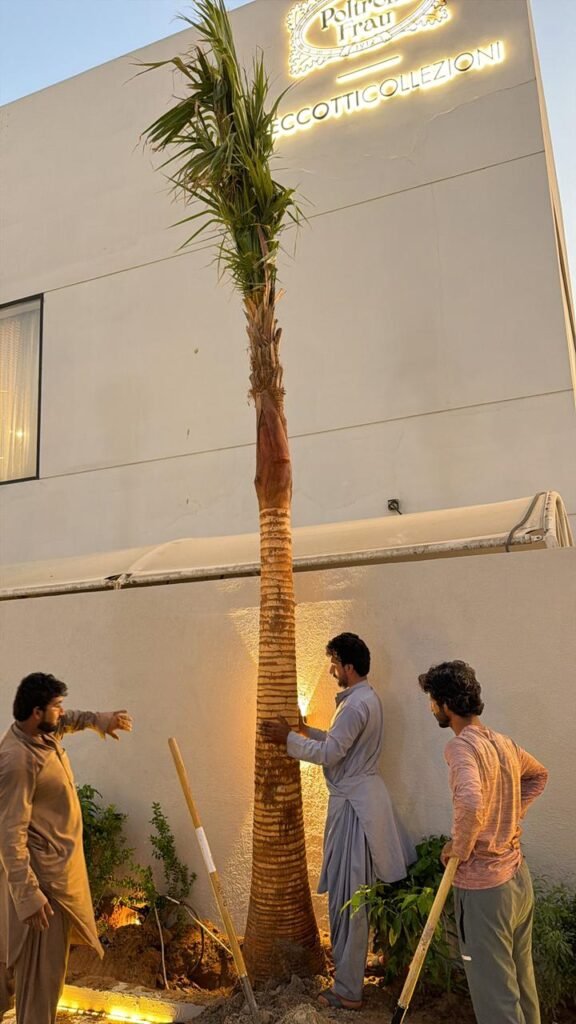 Mexican Fan Palm Tree planted along a driveway landscape