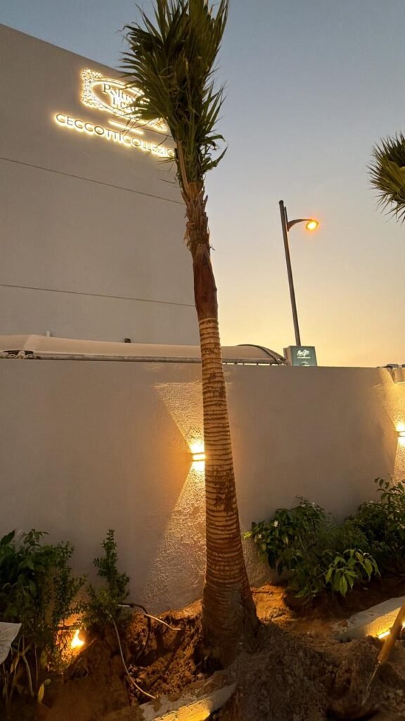 Mature Mexican Fan Palm Tree for outdoor landscaping