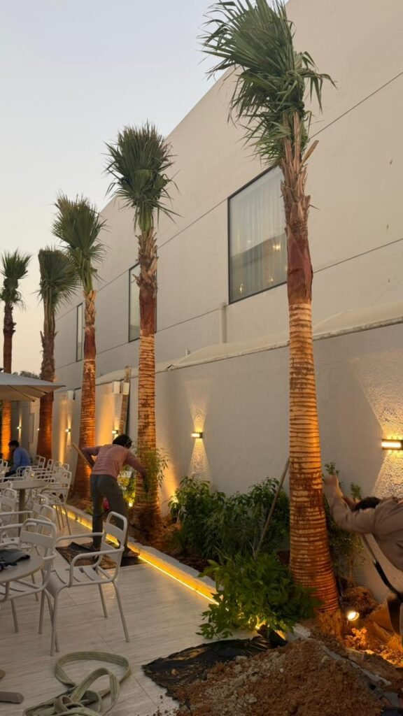 Mexican Fan Palm Tree (Washingtonia robusta) installed in a landscaped garden