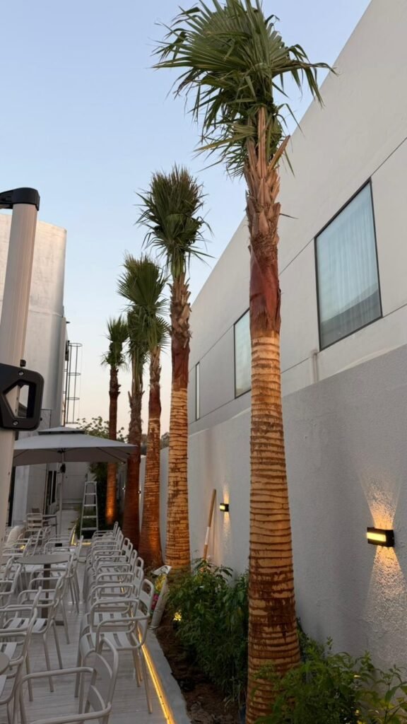 Tall Mexican Fan Palm Tree with fan-shaped green leaves