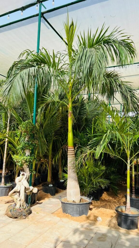 Royal palm trees lined along a road or garden pathway