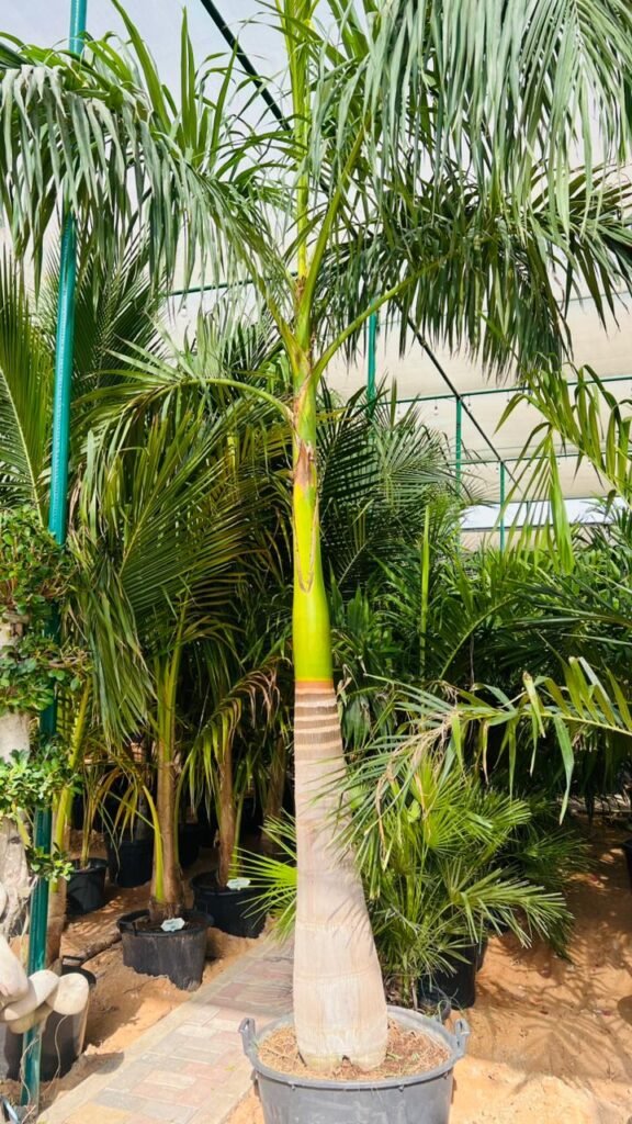Royal palm tree planted in luxury villa landscape
