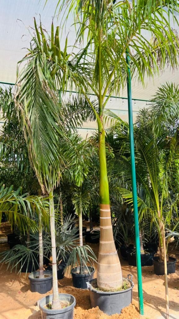 Royal palm tree with tall smooth trunk and lush green fronds