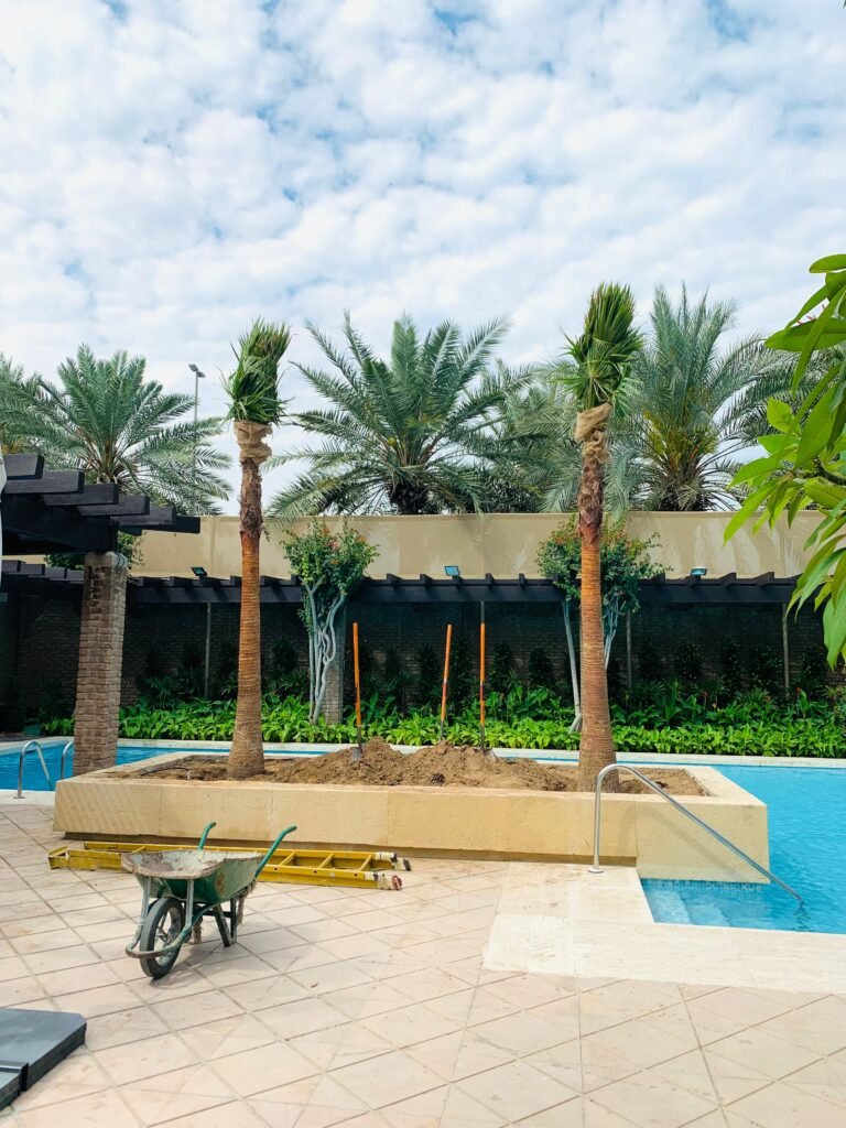 Young wax palm tree growing in a landscaped outdoor garden area