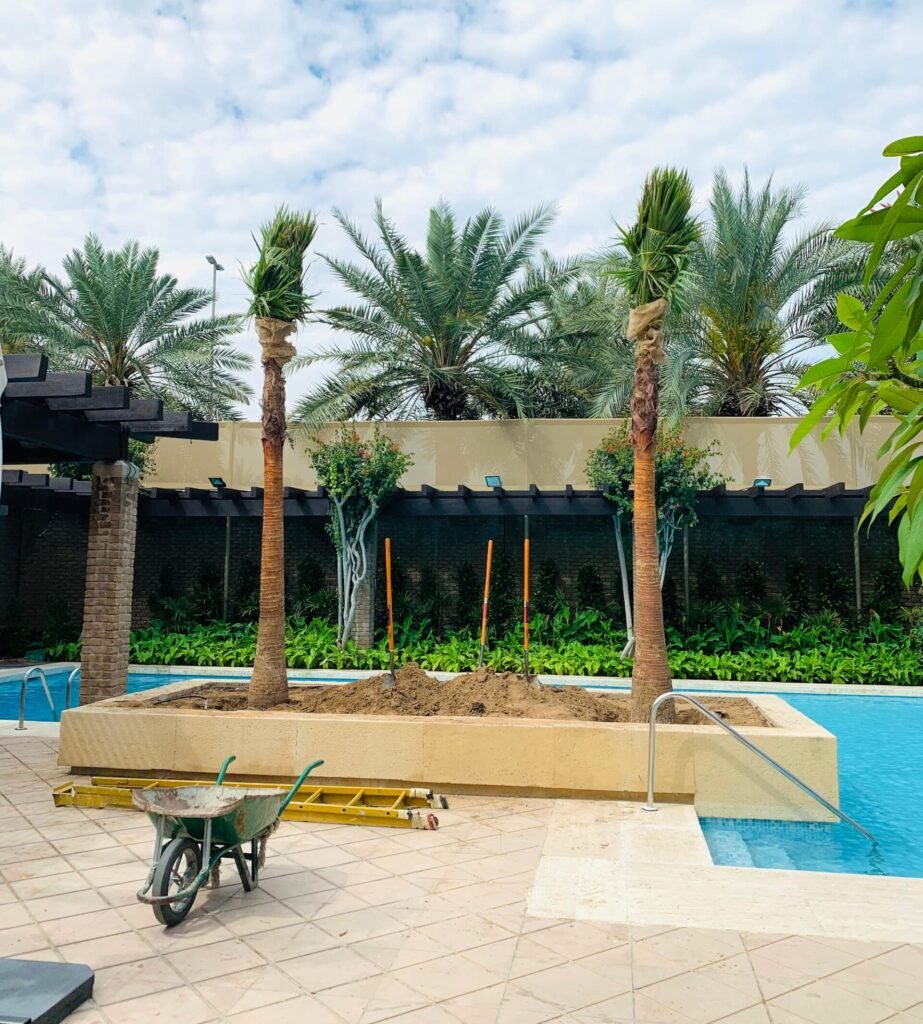 Young wax palm tree growing in a landscaped outdoor garden area