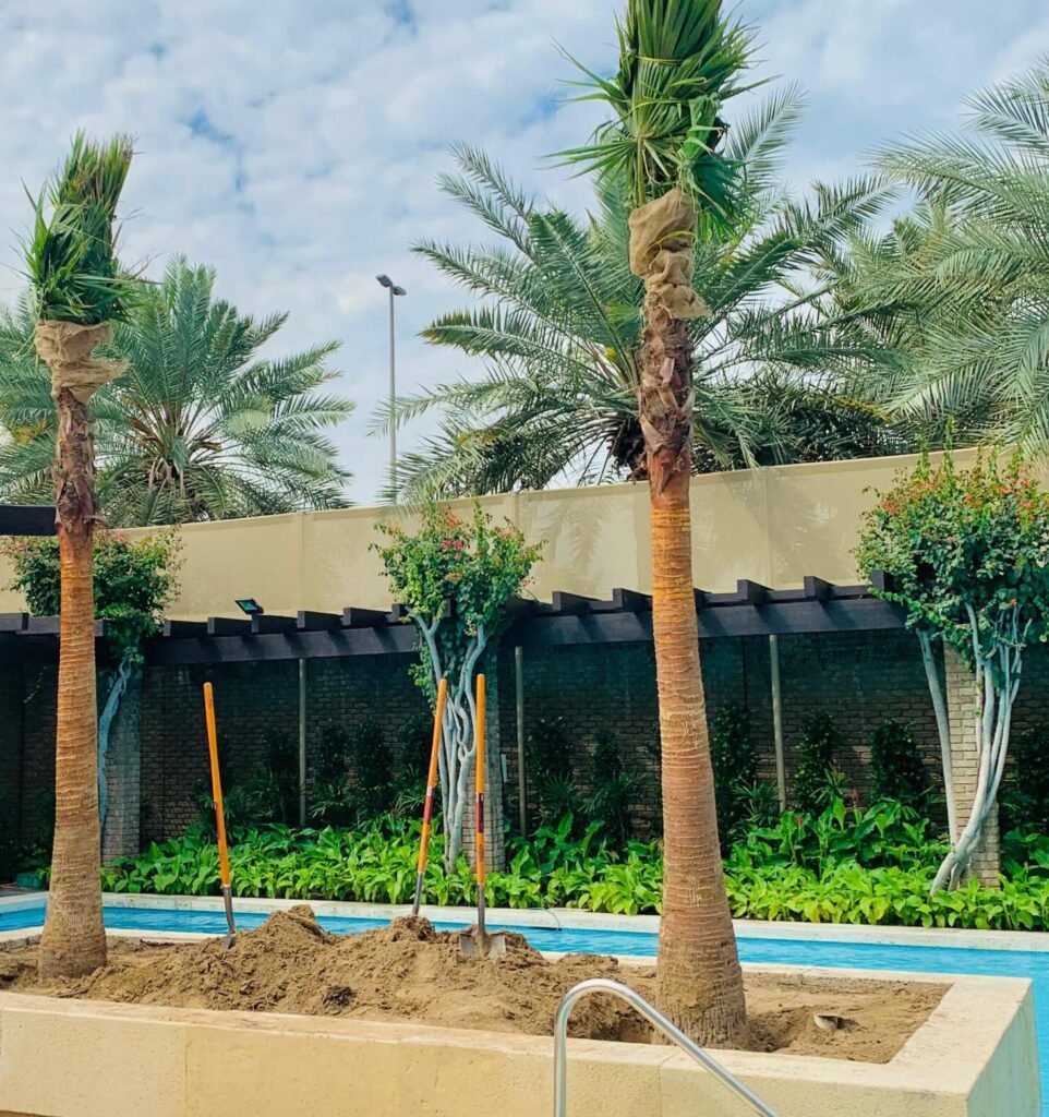 Tall wax palm tree enhancing a tropical landscape with clean surroundings