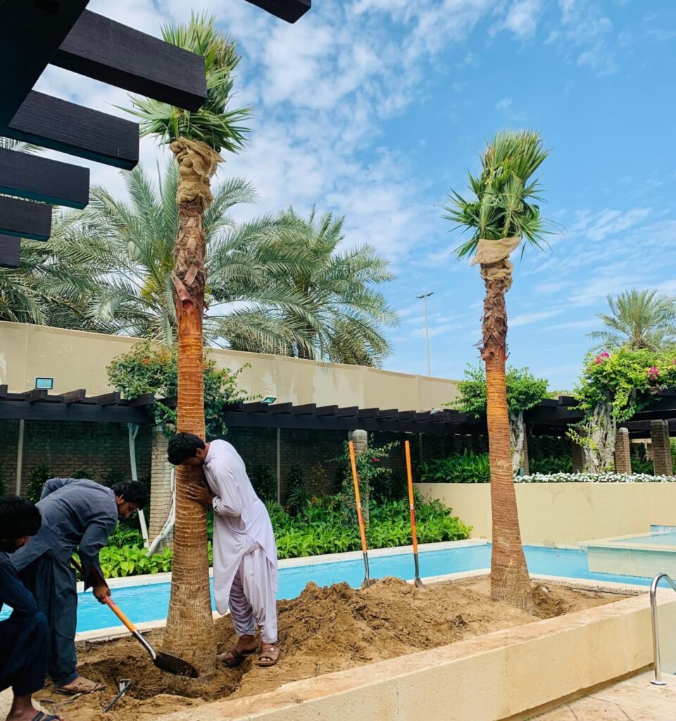 Wax palm tree planted in a landscaped garden with a tall straight trunk and green crown