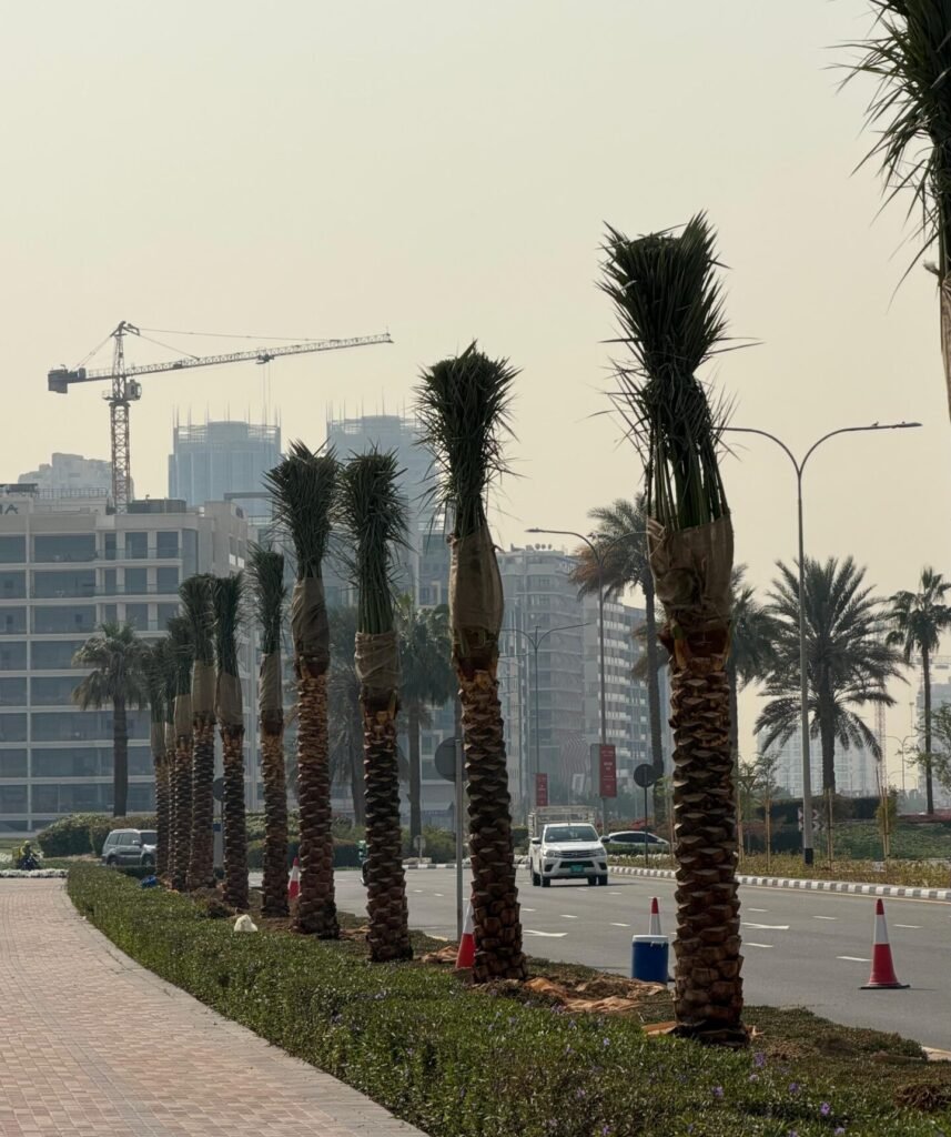Date palm tree Phoenix Dactylifera in UAE landscaping