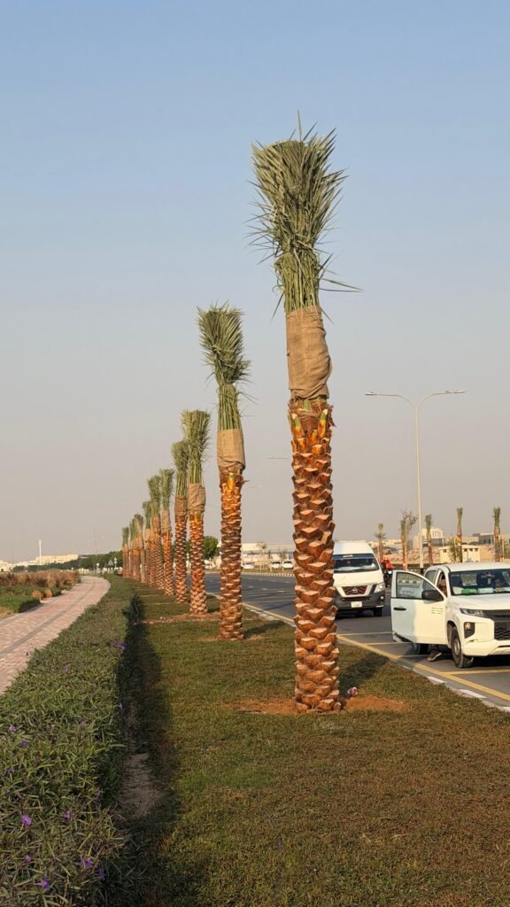 Date palm tree Phoenix Dactylifera in UAE landscaping
