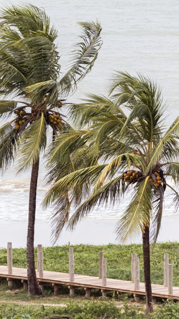 Tall coconut palm tree in landscaped villa garden suitable for Dubai and UAE climate conditions