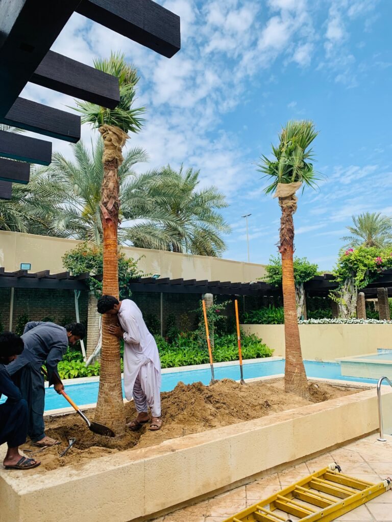 Newly planted date palm trees in a desert landscaping project in Dubai