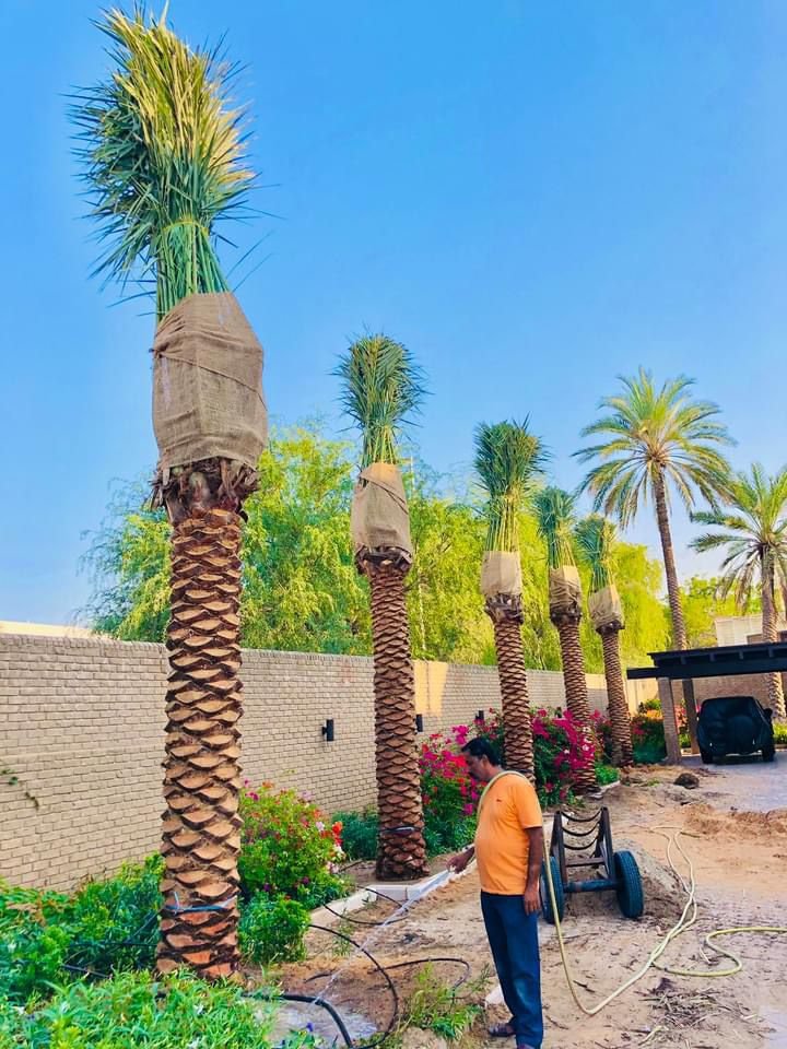 Lush date palm trees lining a road in a Dubai development project