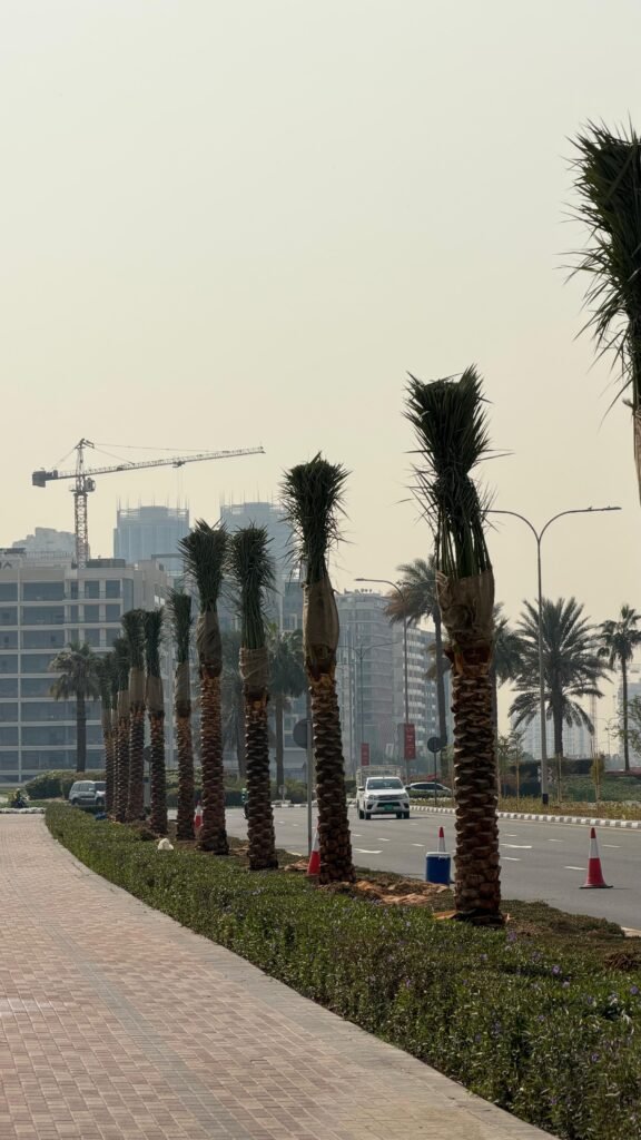 Rows of date palm trees planted in a landscaped urban development in Dubai