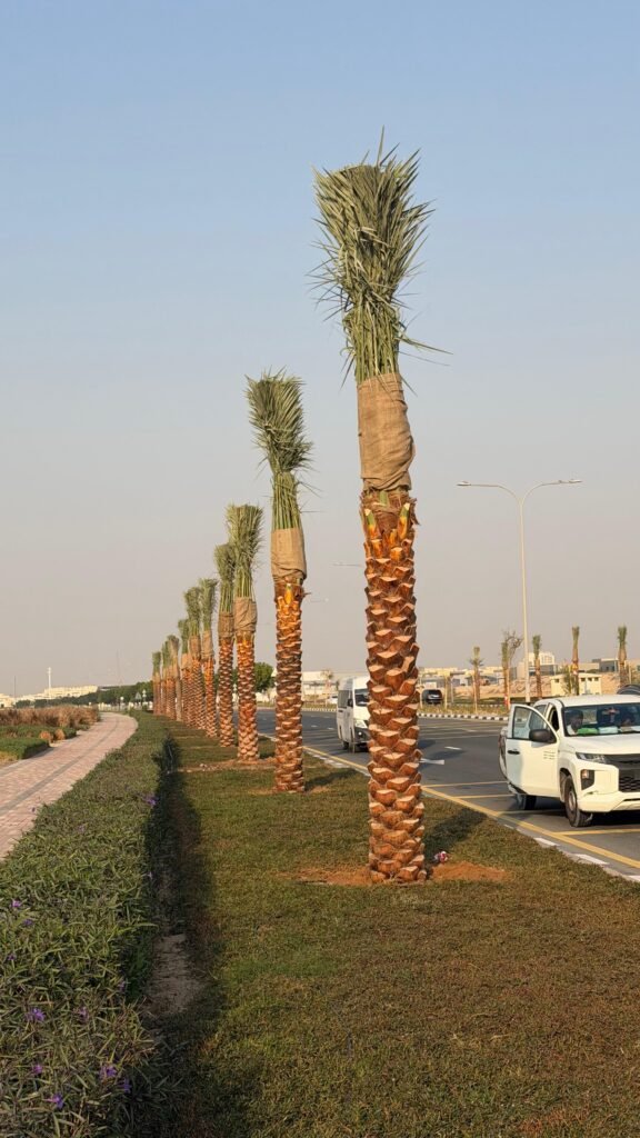 Workers maintaining date palm trees in a Dubai agricultural project