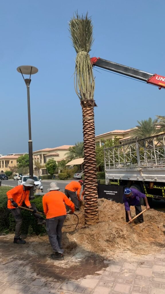 Date palm tree with clusters of ripe dates under a clear blue sky