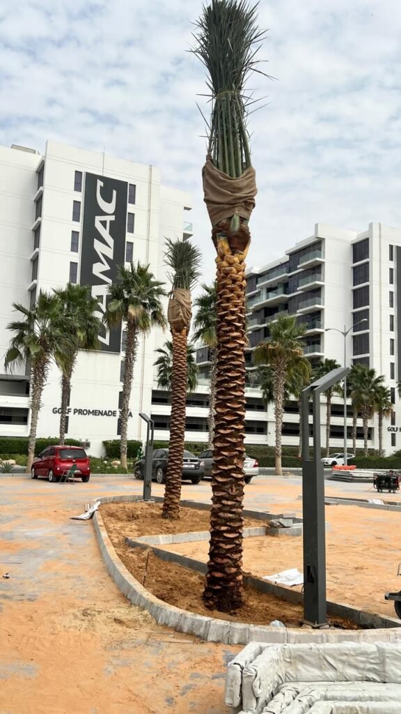 palm tree plantation services in Ajman landscaping project