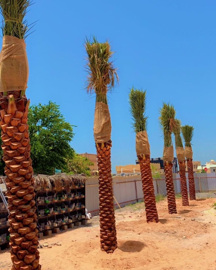 premium date palm trees supplier in Ajman UAE