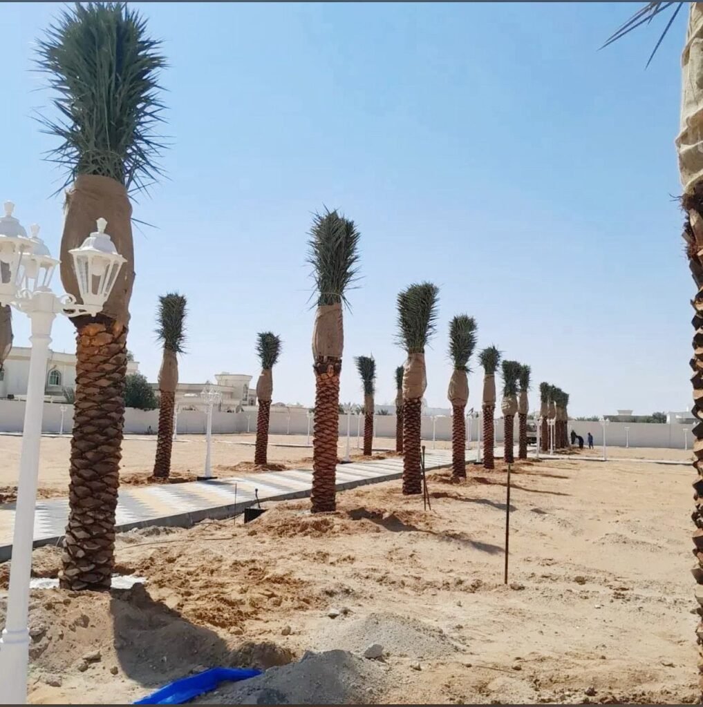 date palm installation project in Ajman UAE landscaping