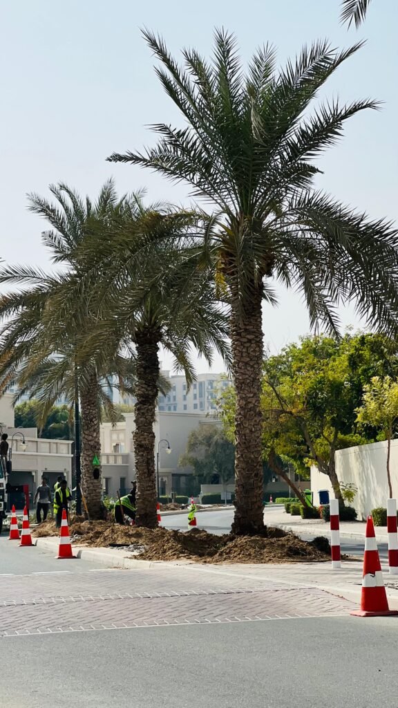 Large date palm trees supplied and planted in Sharjah UAE