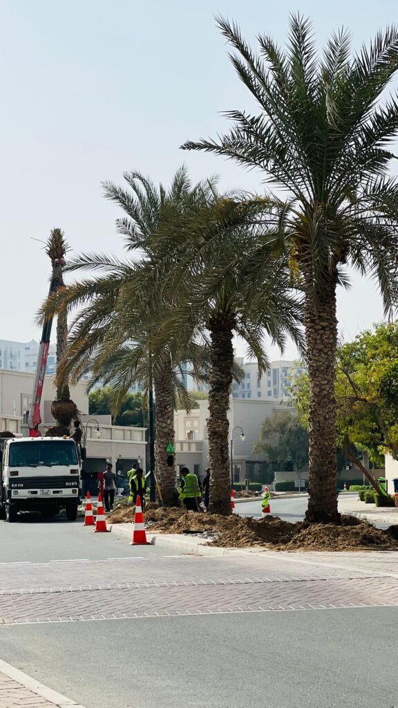 Commercial date palm plantation project in Sharjah UAE