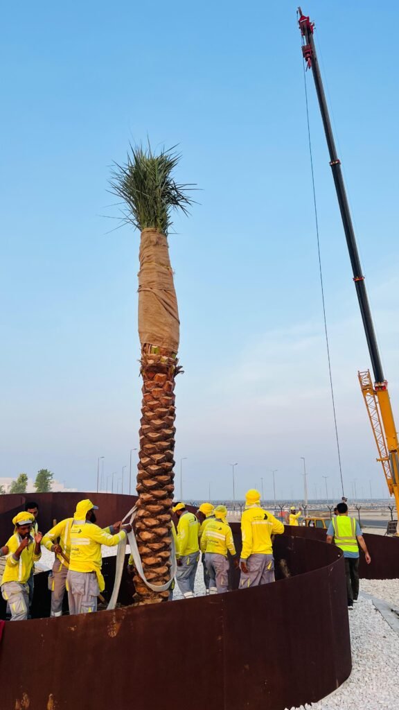 Luxury villa landscaping with date palm trees in Sharjah