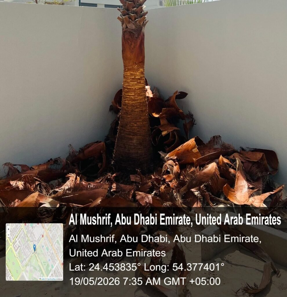 Healthy date palm tree after professional cleaning service