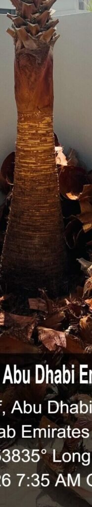 Healthy date palm tree after professional cleaning service