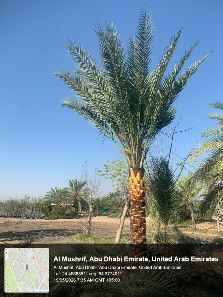 Date palm tree supplied in Sharjah
